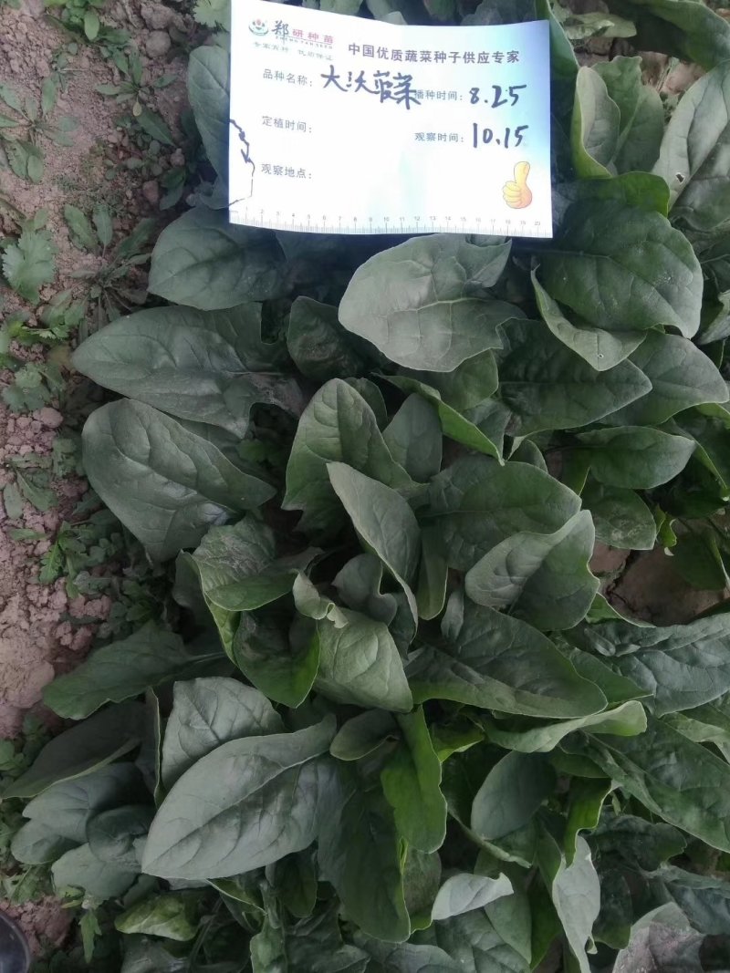 【耐热】黑鹏A7菠菜种子叶色纯黑色叶片厚实口感好