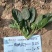【耐热】黑鹏A7菠菜种子叶色纯黑色叶片厚实口感好