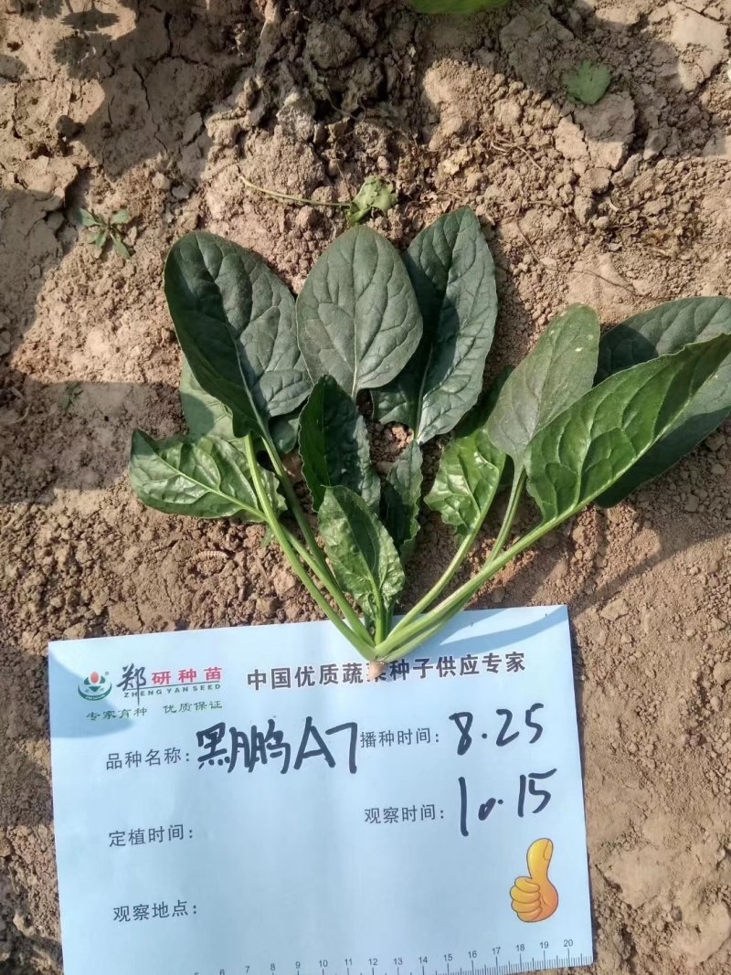 【耐热】黑鹏A7菠菜种子叶色纯黑色叶片厚实口感好