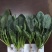 【耐热】黑鹏A7菠菜种子叶色纯黑色叶片厚实口感好