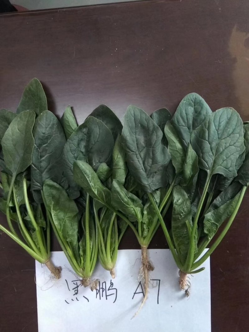 【耐热】黑鹏A7菠菜种子叶色纯黑色叶片厚实口感好