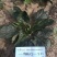 【耐热】黑鹏A7菠菜种子叶色纯黑色叶片厚实口感好