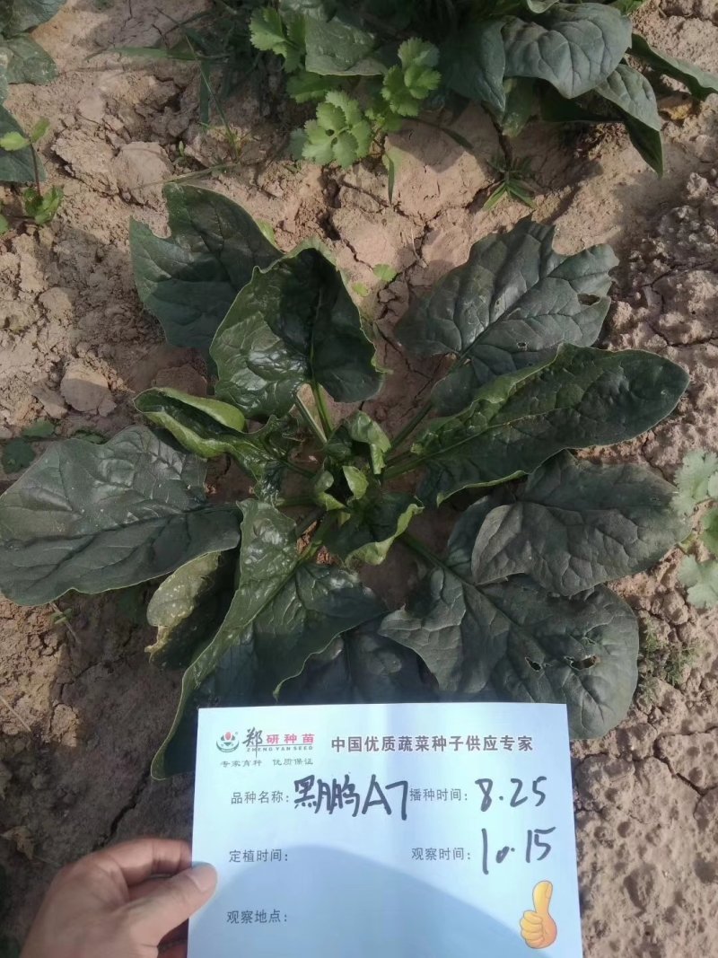 【耐热】黑鹏A7菠菜种子叶色纯黑色叶片厚实口感好