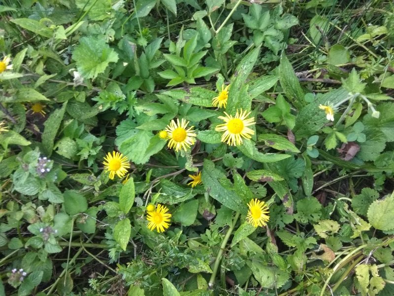 高山旋覆花，无硫无污染，颜色好