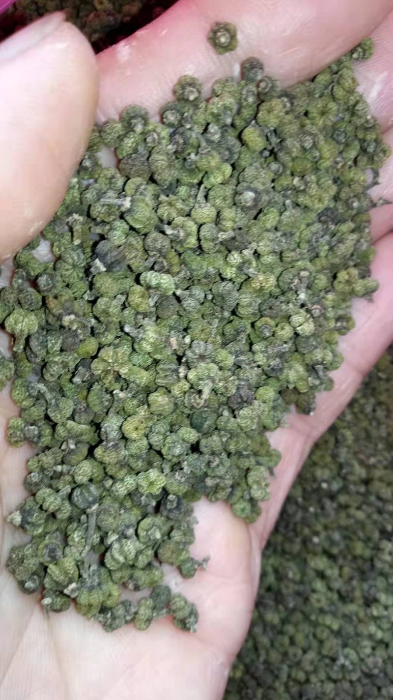 中花吴茱萸苗茶辣苗米腊子江西吴茱萸苗湖北米辣苗广西吴茱萸