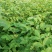 中花吴茱萸苗茶辣苗米腊子江西吴茱萸苗湖北米辣苗广西吴茱萸