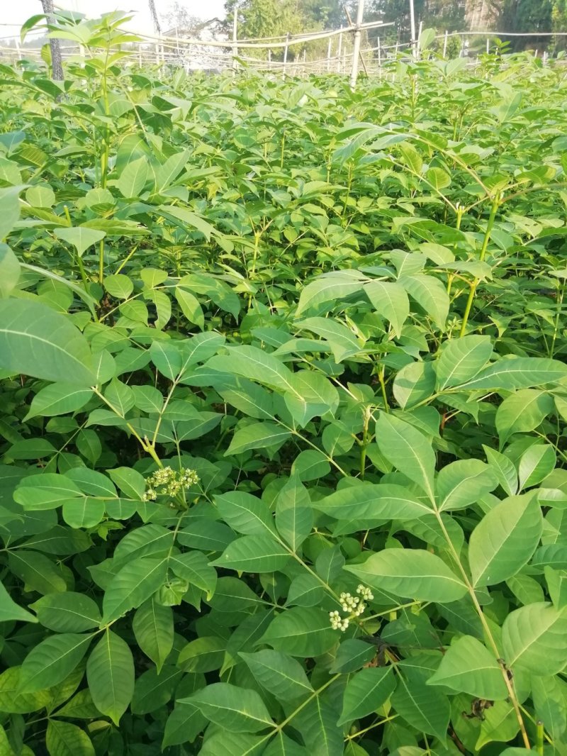 中花吴茱萸苗茶辣苗米腊子江西吴茱萸苗湖北米辣苗广西吴茱萸