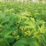 中花吴茱萸苗茶辣苗米腊子江西吴茱萸苗湖北米辣苗广西吴茱萸