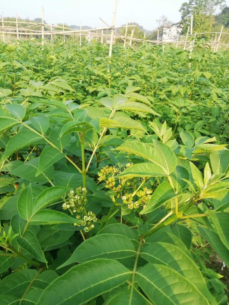 中花吴茱萸苗茶辣苗米腊子江西吴茱萸苗湖北米辣苗广西吴茱萸