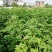 中花吴茱萸苗茶辣苗米腊子江西吴茱萸苗湖北米辣苗广西吴茱萸