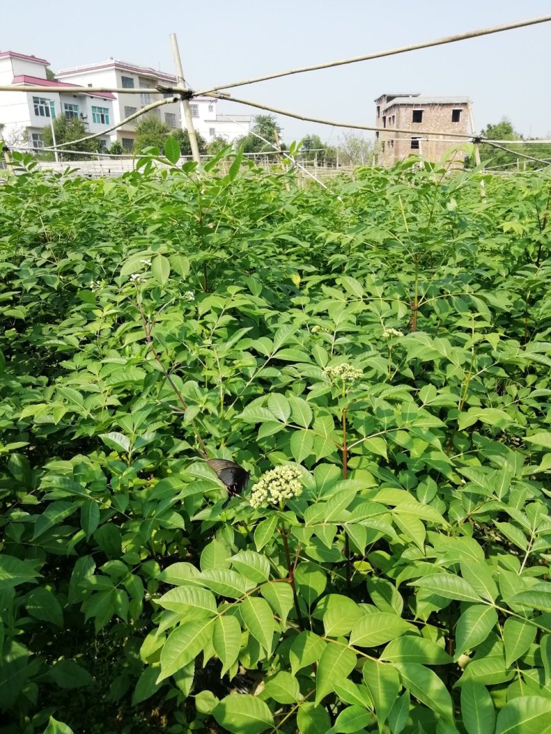 中花吴茱萸苗茶辣苗米腊子江西吴茱萸苗湖北米辣苗广西吴茱萸