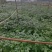 中花吴茱萸苗茶辣苗米腊子江西吴茱萸苗湖北米辣苗广西吴茱萸