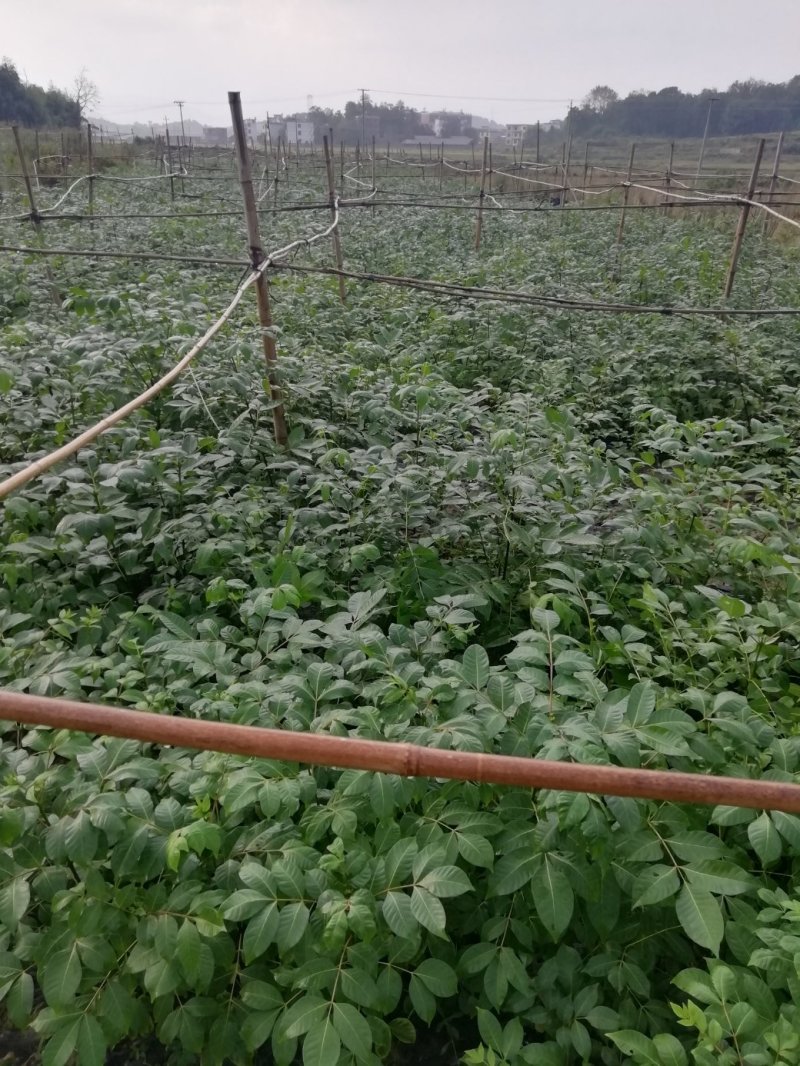 中花吴茱萸苗茶辣苗米腊子江西吴茱萸苗湖北米辣苗广西吴茱萸