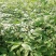 中花吴茱萸苗茶辣苗米腊子江西吴茱萸苗湖北米辣苗广西吴茱萸