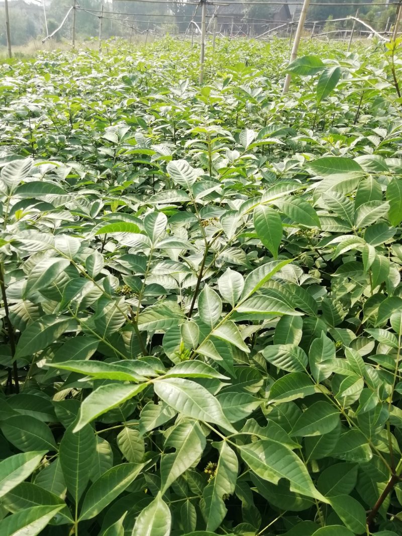 中花吴茱萸苗茶辣苗米腊子江西吴茱萸苗湖北米辣苗广西吴茱萸