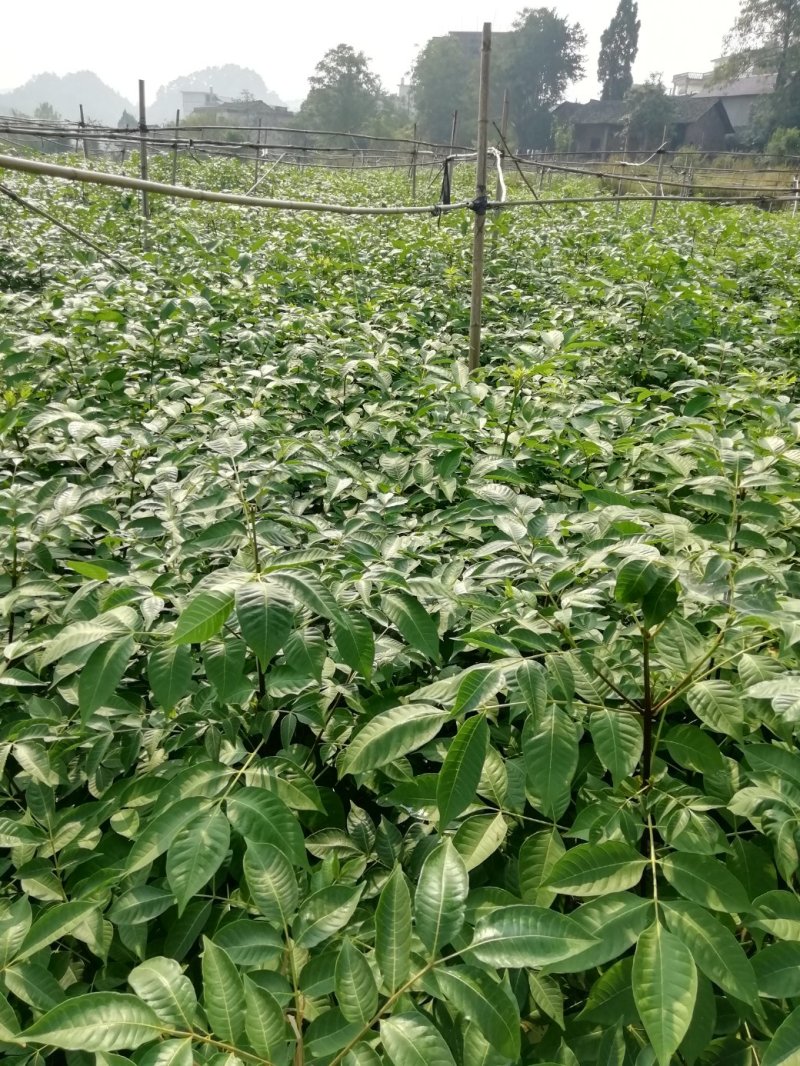 中花吴茱萸苗茶辣苗米腊子江西吴茱萸苗湖北米辣苗广西吴茱萸