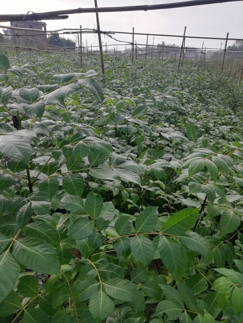 中花吴茱萸苗茶辣苗米腊子江西吴茱萸苗湖北米辣苗广西吴茱萸