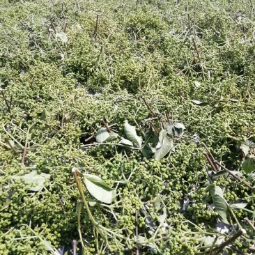 中花吴茱萸苗茶辣苗米腊子江西吴茱萸苗湖北米辣苗广西吴茱萸