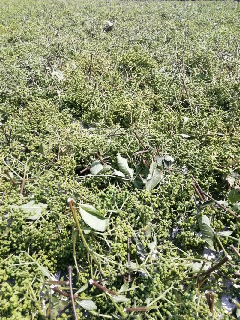 中花吴茱萸苗茶辣苗米腊子江西吴茱萸苗湖北米辣苗广西吴茱萸