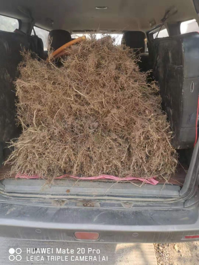 沃柑苗，香橙粘木嫁接的沃柑苗，挂果率高，品种正宗