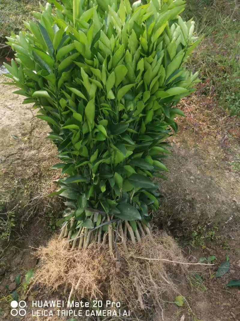 沃柑苗，香橙粘木嫁接的沃柑苗，挂果率高，品种正宗