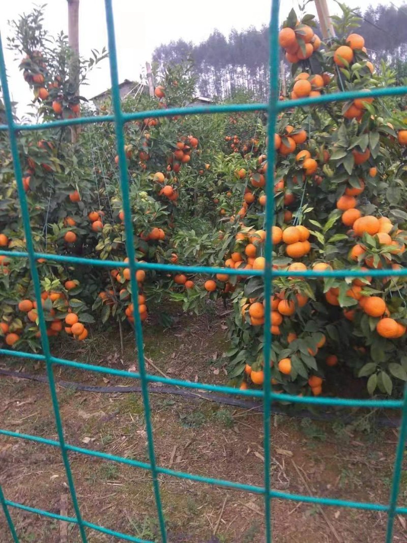 沃柑苗，香橙粘木嫁接的沃柑苗，挂果率高，品种正宗