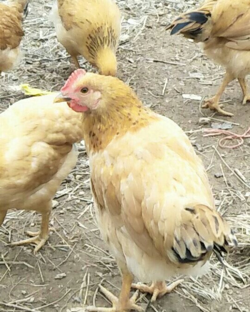 农村自养土鸡仔鸡批发零售