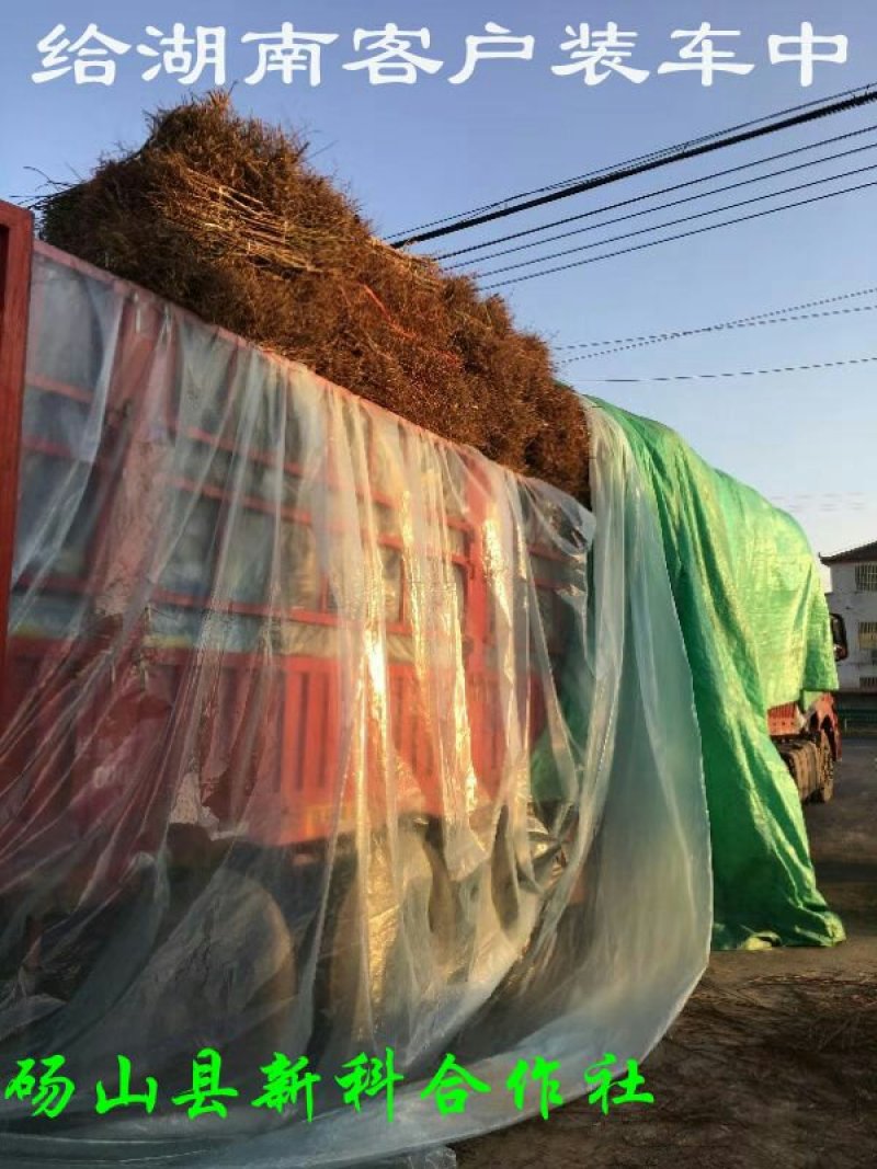 新品种油潘7、油潘7-7、中潘11、风味天后桃苗等、现挖