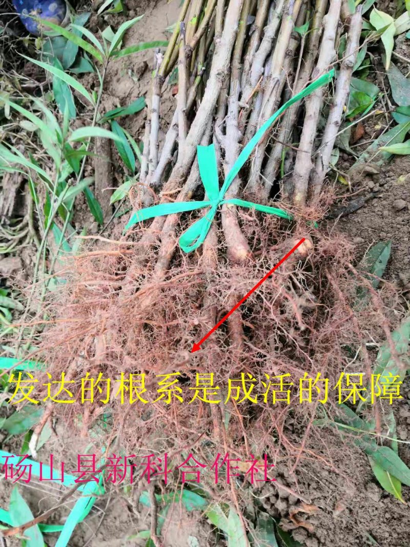 新品种油潘7、油潘7-7、中潘11、风味天后桃苗等、现挖