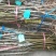 新品种油潘7、油潘7-7、中潘11、风味天后桃苗等、现挖