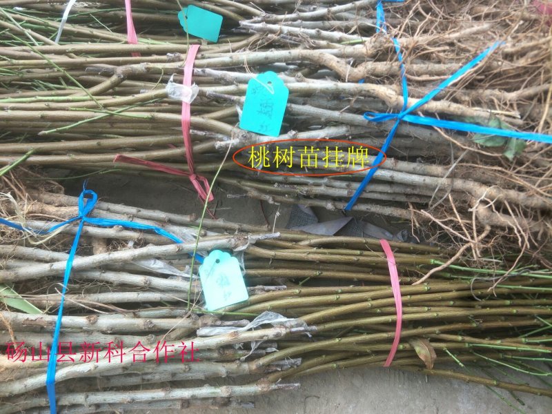 新品种油潘7、油潘7-7、中潘11、风味天后桃苗等、现挖