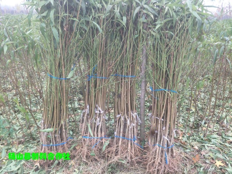 新品种油潘7、油潘7-7、中潘11、风味天后桃苗等、现挖