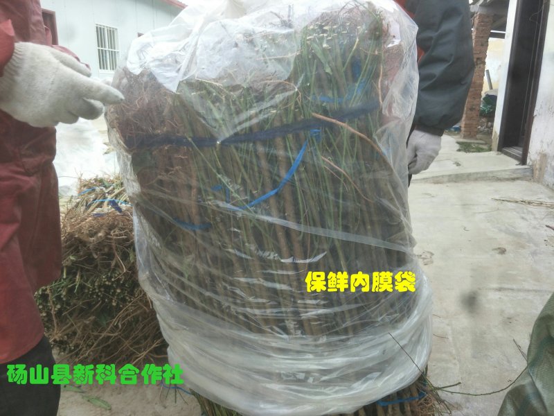 新品种油潘7、油潘7-7、中潘11、风味天后桃苗等、现挖