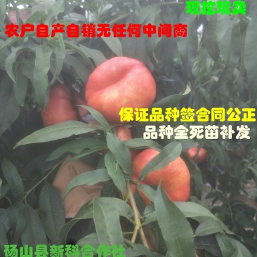 新品种油潘7、油潘7-7、中潘11、风味天后桃苗等、现挖