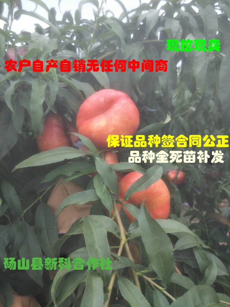 新品种油潘7、油潘7-7、中潘11、风味天后桃苗等、现挖