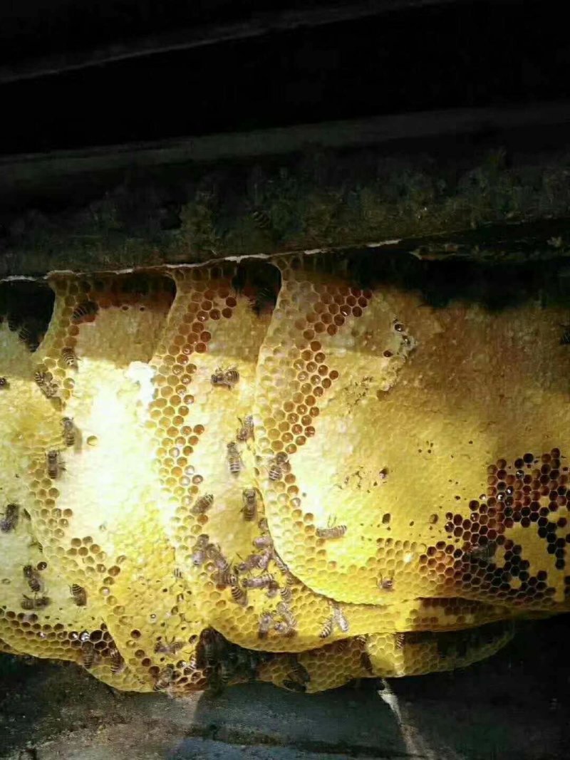 云南省红河州蒙自市西北勒半野蜂蜜