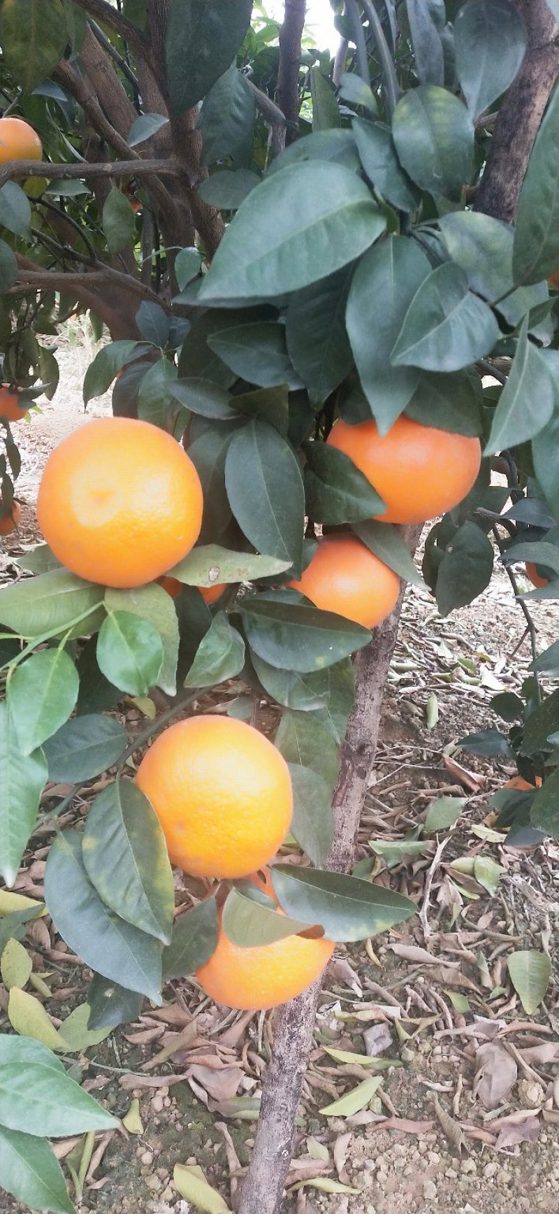 沃柑