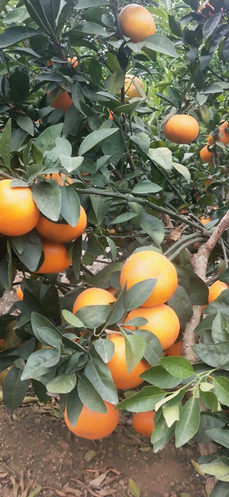 沃柑