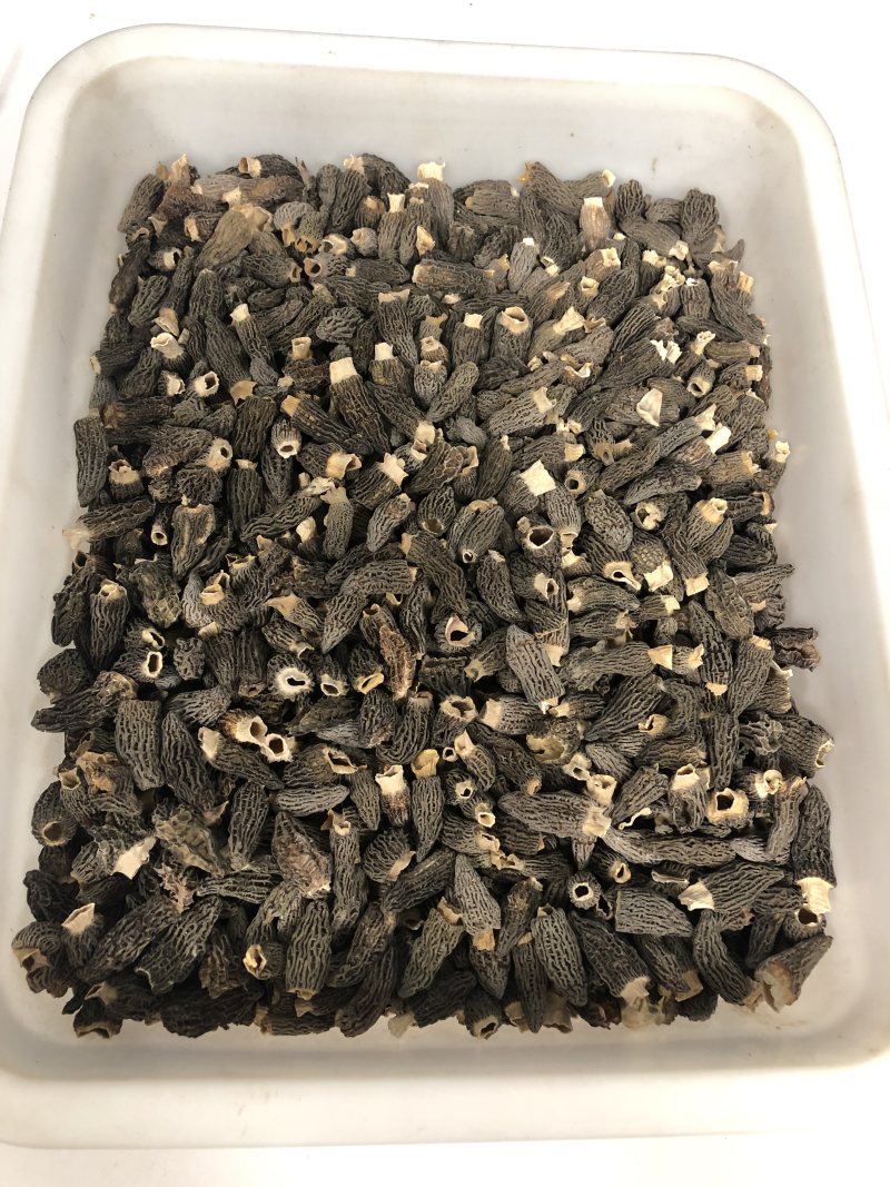 精品手选羊肚菌
