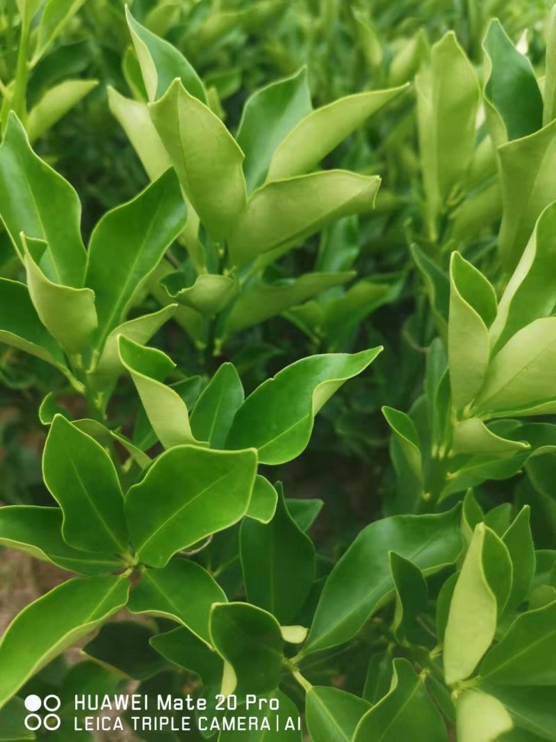 脆蜜金柑苗，脆皮金桔个头大口感好，质量保证，品种正宗