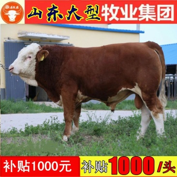南阳黄牛犊品种优良品质保障提供技术免费运输