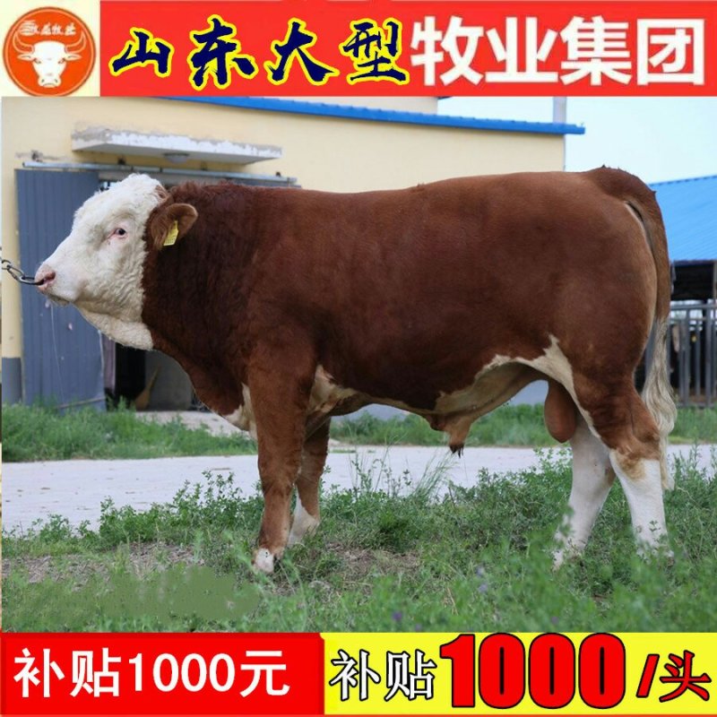 南阳黄牛犊品种优良品质保障提供技术免费运输
