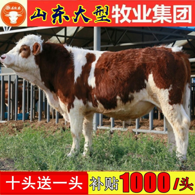 南阳黄牛犊品种优良品质保障提供技术免费运输