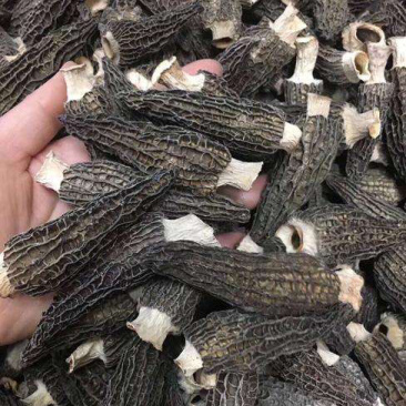 精品手选羊肚菌