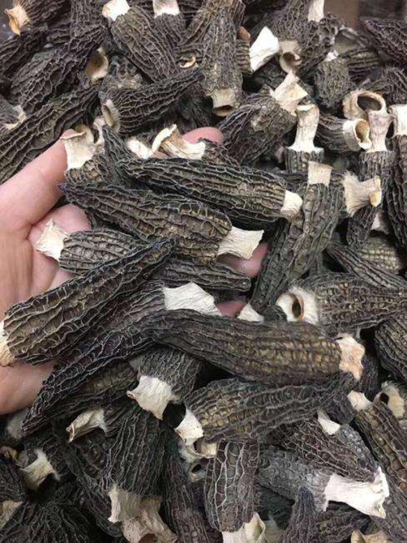 精品手选羊肚菌