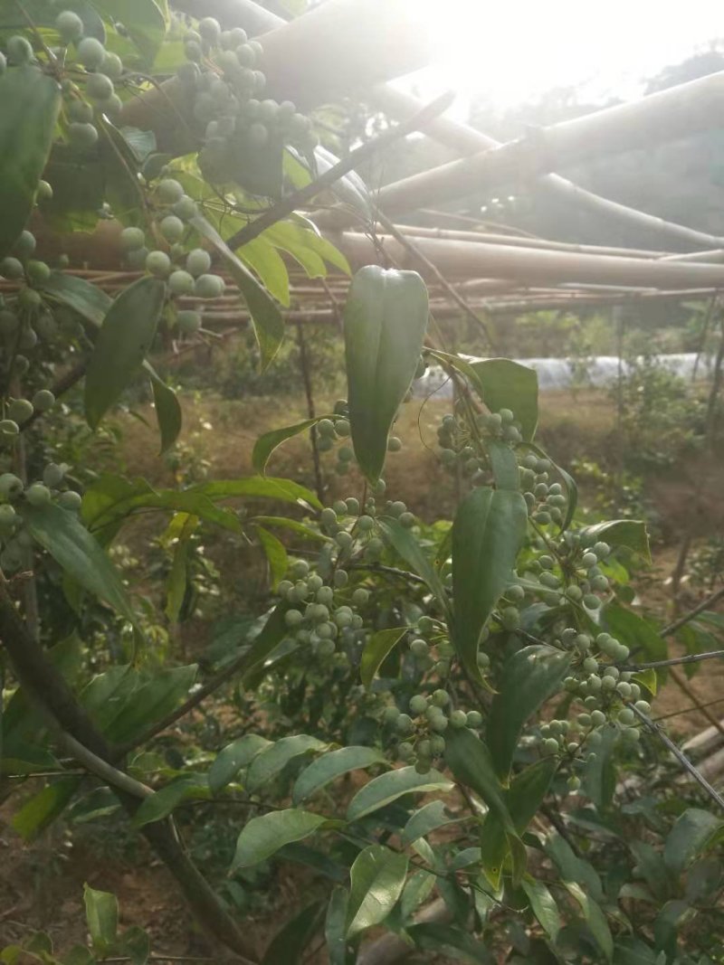 优质土茯苓苗，保证正品，生长速度快，包技术，包回收！