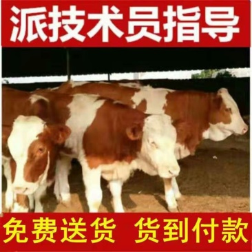 西门塔尔牛犊优良品种品种齐全免费运输提供技术