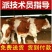西门塔尔牛犊优良品种品种齐全免费运输提供技术