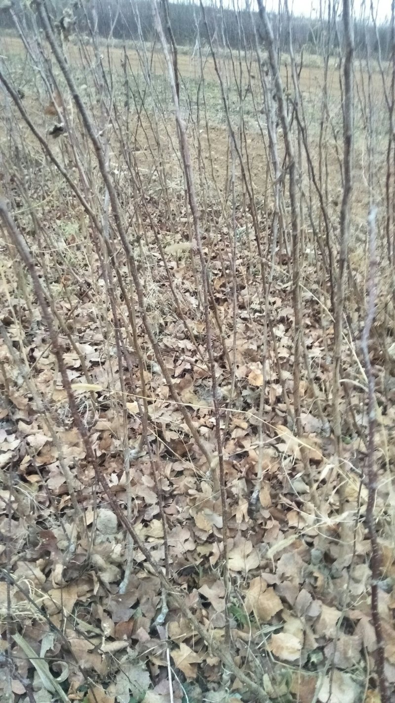 大金星山楂苗，大金星山楂苗，本苗围种植品种纯数量大。