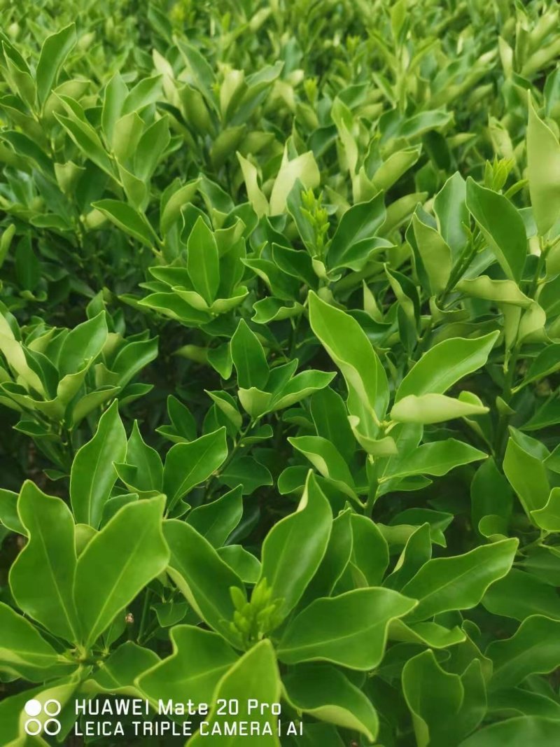大叶滑皮，，脆皮金桔大颗果子，果子甜度好，市场价格优势好